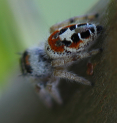 Phidippus californicus