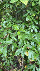 Quercus imbricaria