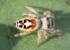 Phidippus californicus