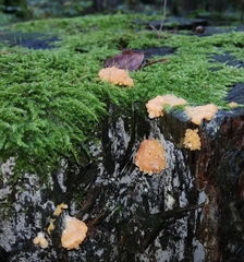 Tubifera