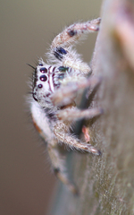Phidippus californicus