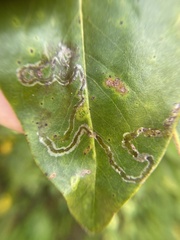 Phyllocnistis magnoliella