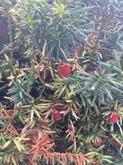 Taxus cuspidata