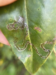 Phyllocnistis magnoliella