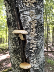 Hemipholiota populnea