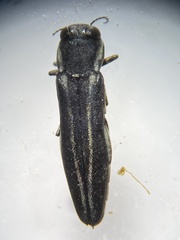 Agrilus bilineatus