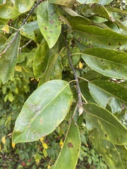 Phyllocnistis magnoliella