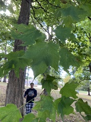 Acer nigrum