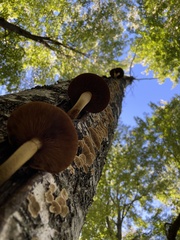 Hemipholiota populnea