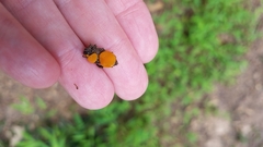 Lamprospora