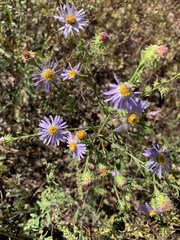 Symphyotrichum anomalum