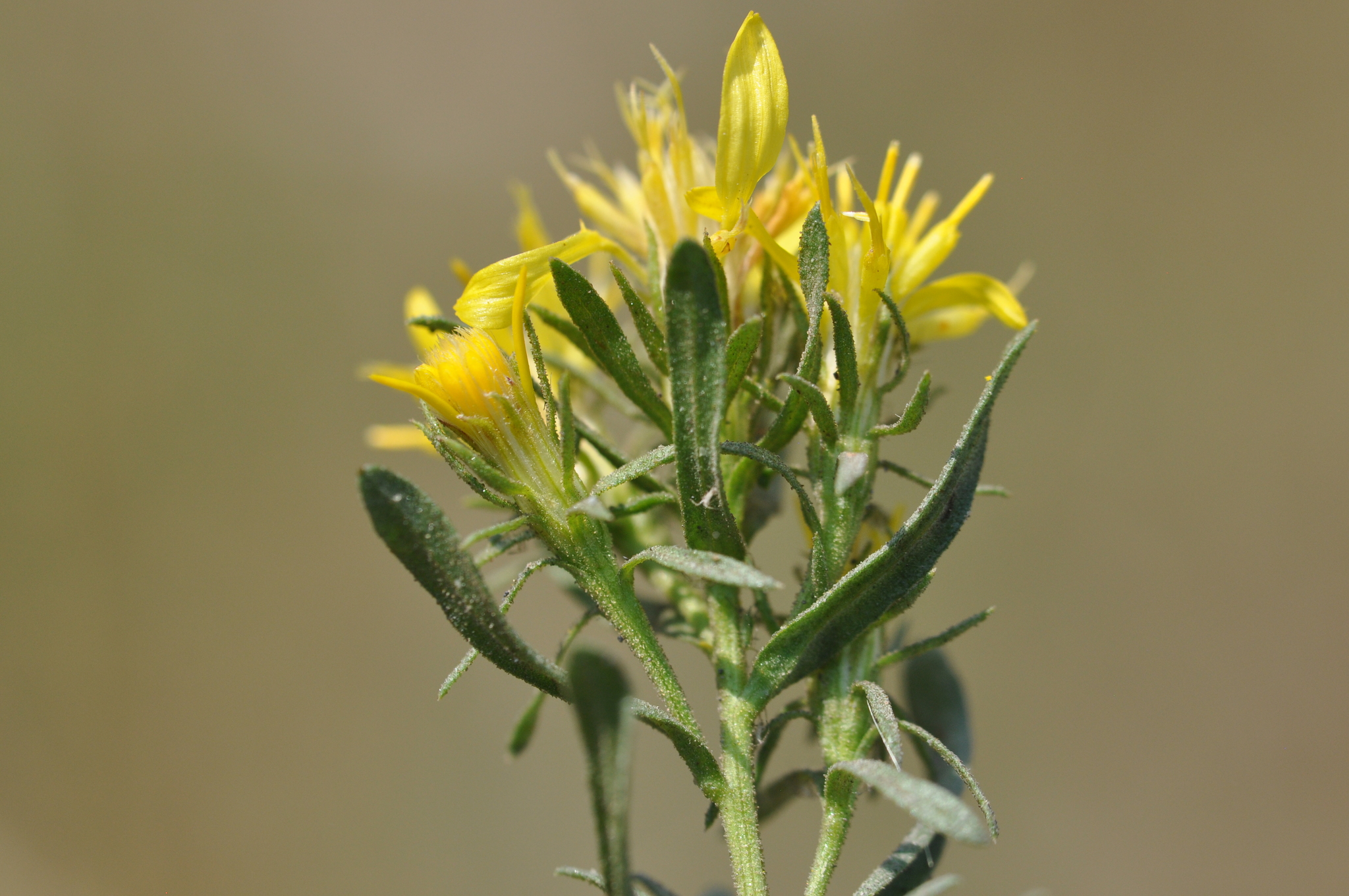 Ericameria greenei
