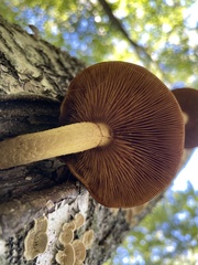 Hemipholiota populnea