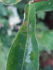 Lyonetia clerkella