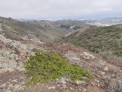 Arctostaphylos imbricata