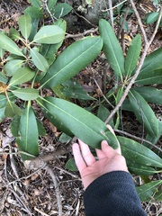Rhododendron maximum