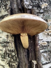 Hemipholiota populnea