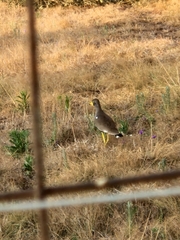Vanellus senegallus