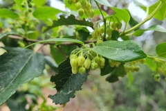 Aristotelia chilensis