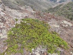 Arctostaphylos imbricata