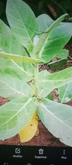 Calotropis