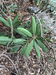 Rhododendron maximum