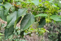 Aristotelia chilensis