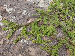 Arctostaphylos imbricata