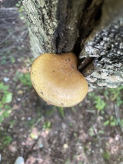 Hemipholiota populnea