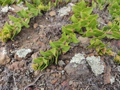 Arctostaphylos imbricata
