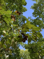 Carya laciniosa