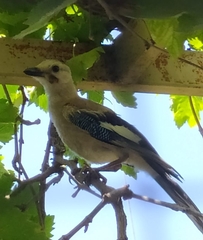 Garrulus glandarius atricapillus