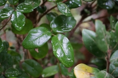 Boquila trifoliolata