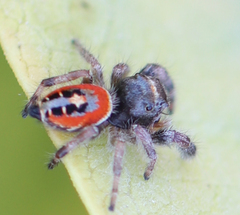 Phidippus californicus