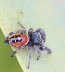 Phidippus californicus