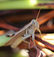 Melanoplus yarrowii