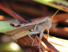 Melanoplus yarrowii