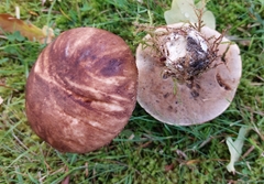 Leccinum scabrum