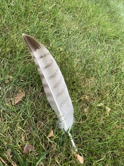Buteo jamaicensis