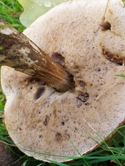 Leccinum scabrum