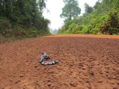 Amphisbaena fuliginosa