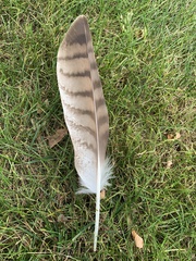 Buteo jamaicensis