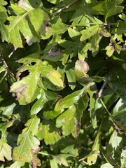 Crataegus monogyna