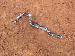 Amphisbaena fuliginosa