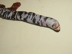 Amphisbaena fuliginosa