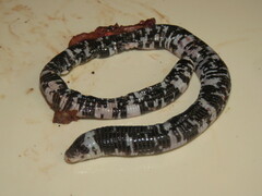 Amphisbaena fuliginosa