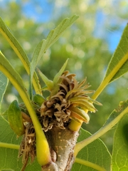 Andricus quercusfrondosus