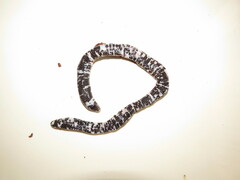 Amphisbaena fuliginosa