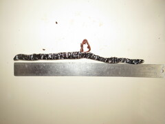 Amphisbaena fuliginosa