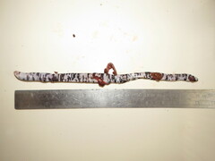 Amphisbaena fuliginosa